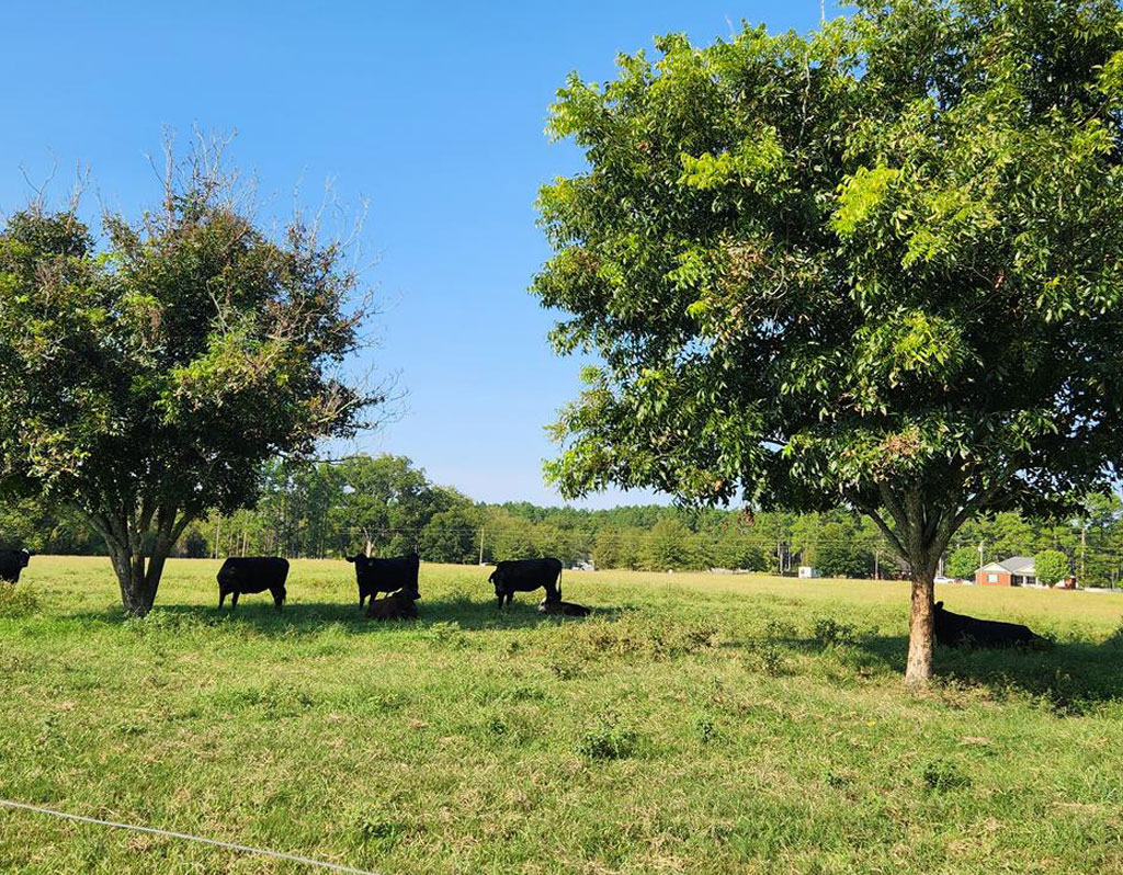 248 Tract B – Joe Hilton Road, Higgston, GA