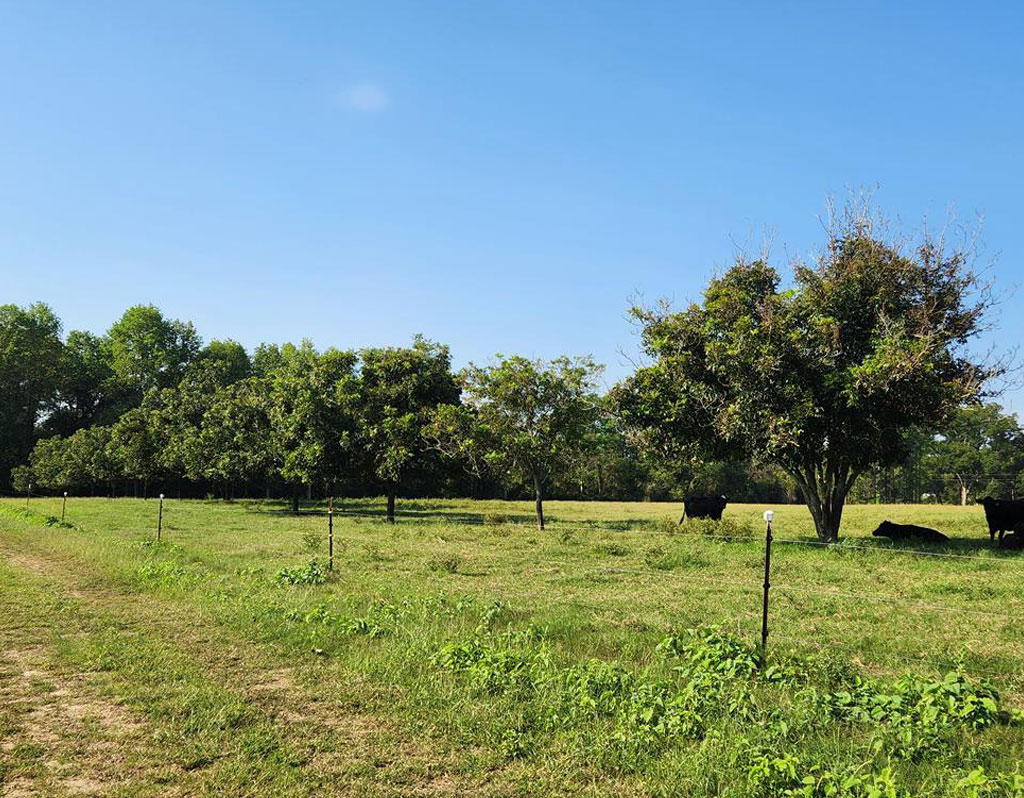 248 Tract C – Joe Hilton Road, Higgston, GA